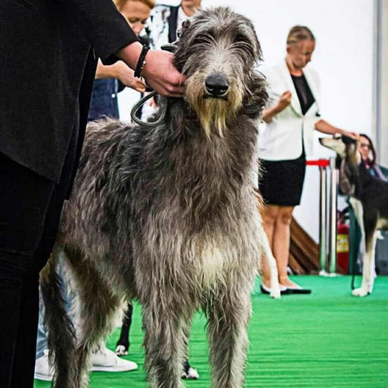 1-Ch.Mustang Shelby of Muma to Khlan (Ch.Jesus Maria Joseph du Triple Bois X Ch.Garbo of Muma) Elles est jeune Ch.du Club,jeune Ch.Pologne,jeune Ch.du monde 2017,Ch.Pologne,et Ch.du Club