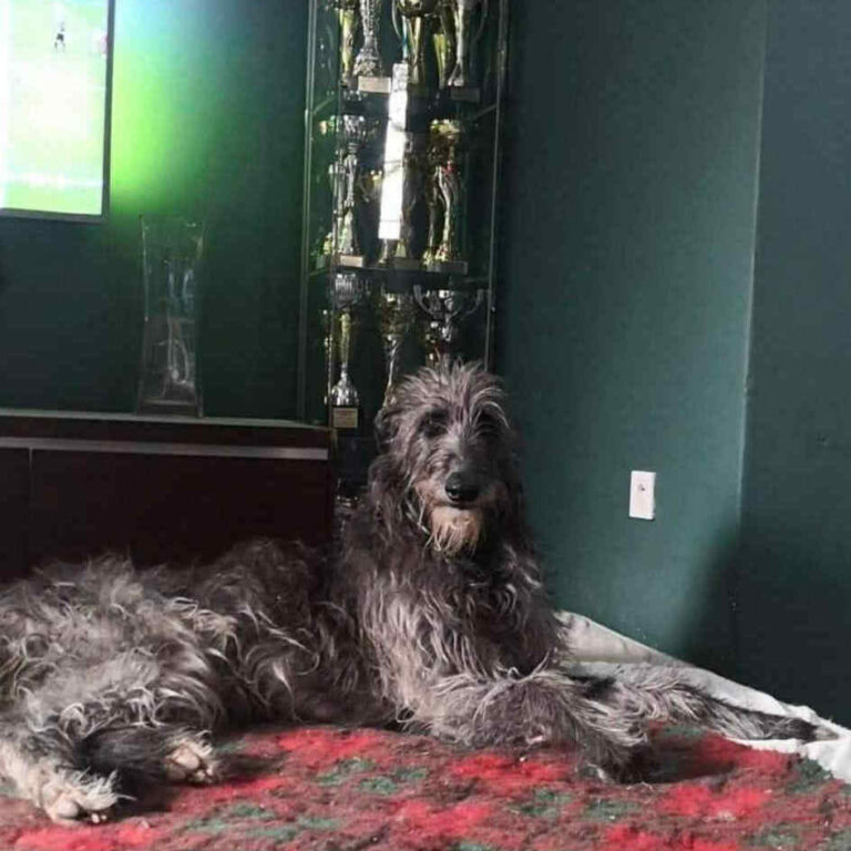 3-Ch.Mustang Shelby of Muma to Khlan (Ch.Jesus Maria Joseph du Triple Bois X Ch.Garbo of Muma) Elles est jeune Ch.du Club,jeune Ch.Pologne,jeune Ch.du monde 2017,Ch.Pologne,et Ch.du Club