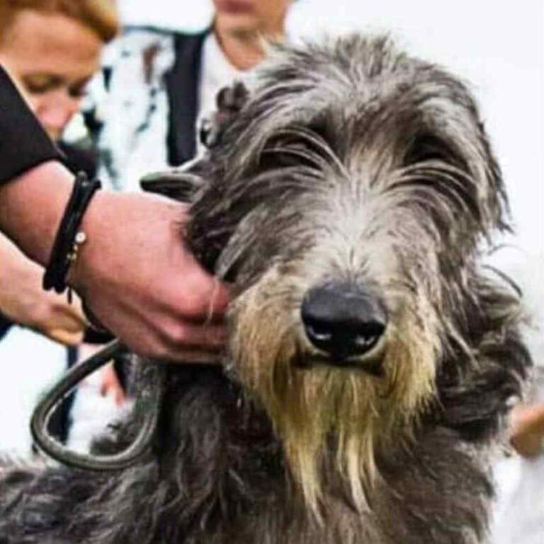 5-Ch.Mustang Shelby of Muma to Khlan (Ch.Jesus Maria Joseph du Triple Bois X Ch.Garbo of Muma) Elles est jeune Ch.du Club,jeune Ch.Pologne,jeune Ch.du monde 2017,Ch.Pologne,et Ch.du Club