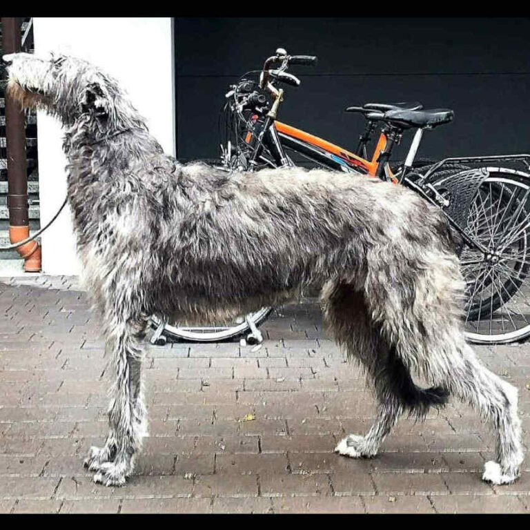 6-Ch.Mustang Shelby of Muma to Khlan (Ch.Jesus Maria Joseph du Triple Bois X Ch.Garbo of Muma) Elles est jeune Ch.du Club,jeune Ch.Pologne,jeune Ch.du monde 2017,Ch.Pologne,et Ch.du Club