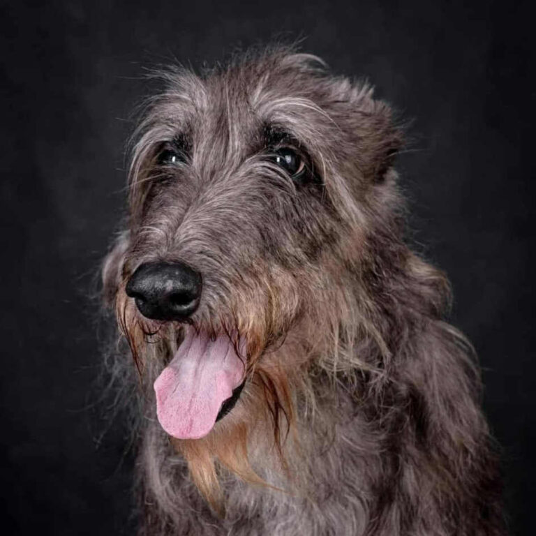 8-Ch.Mustang Shelby of Muma to Khlan (Ch.Jesus Maria Joseph du Triple Bois X Ch.Garbo of Muma) Elles est jeune Ch.du Club,jeune Ch.Pologne,jeune Ch.du monde 2017,Ch.Pologne,et Ch.du Club