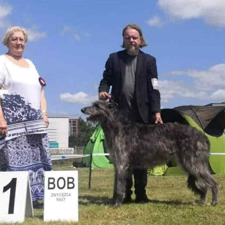 9-Ch.Mustang Shelby of Muma to Khlan (Ch.Jesus Maria Joseph du Triple Bois X Ch.Garbo of Muma) Elles est jeune Ch.du Club,jeune Ch.Pologne,jeune Ch.du monde 2017,Ch.Pologne,et Ch.du Club