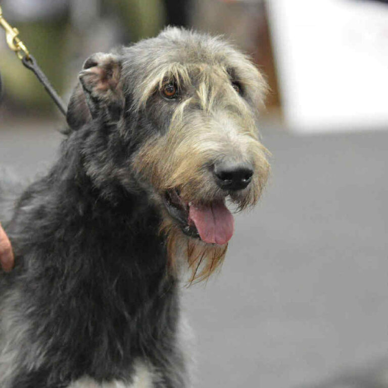 1- Ch.Mooky of Muma_