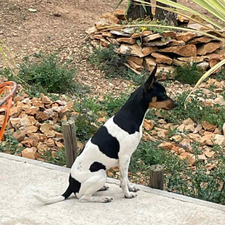 1-Ch.Randeros Gema dite Salsa