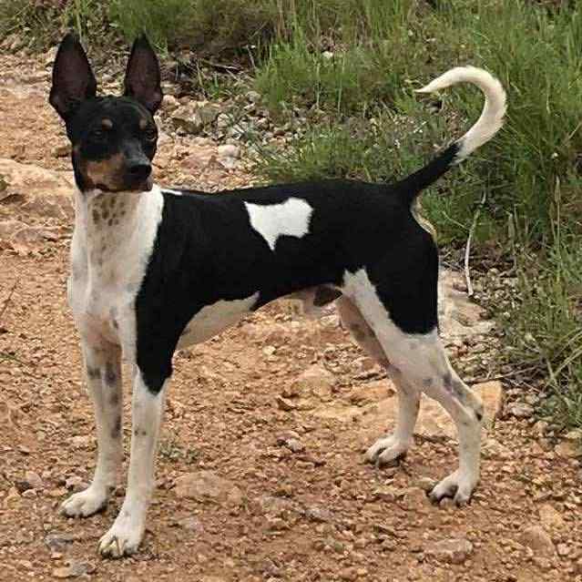 1- Ch.Randeros Révolution Fabreman dit Pepito_