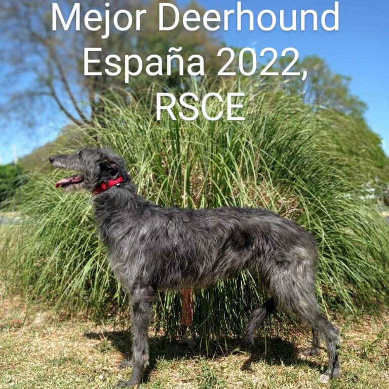 1- Ch.Rough Tartan of Muma