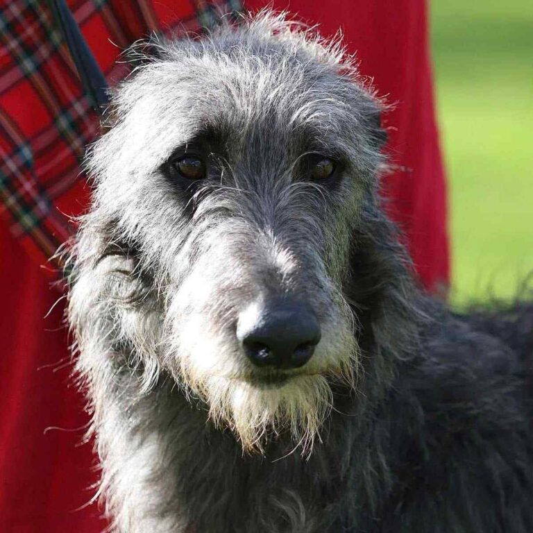 1- Ch.Shaïgan of Muma