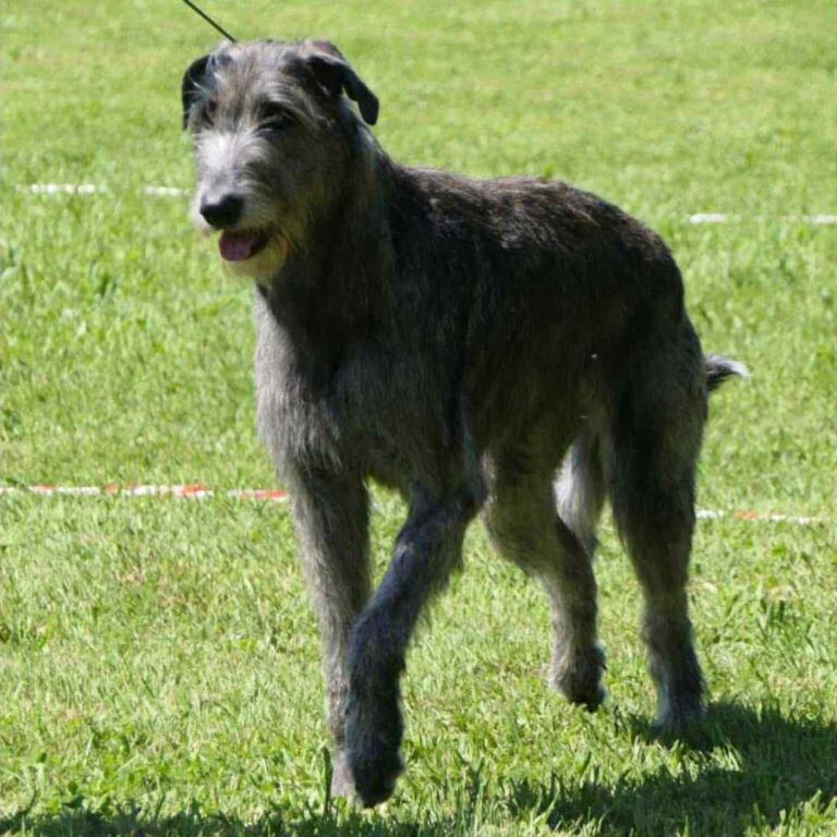 1- Ch.Taïga of Muma