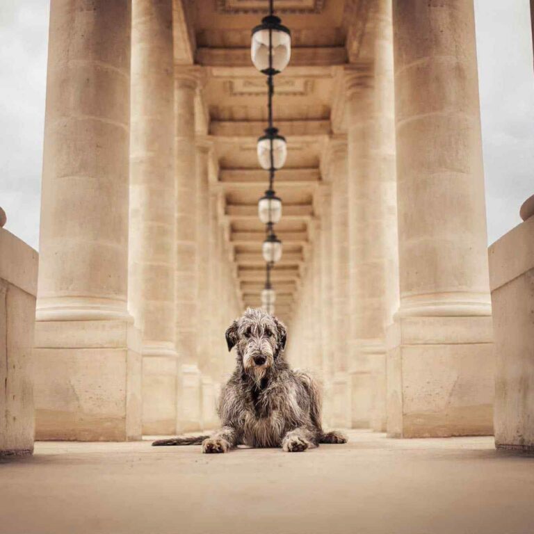 1- Ch.Unique of Muma_