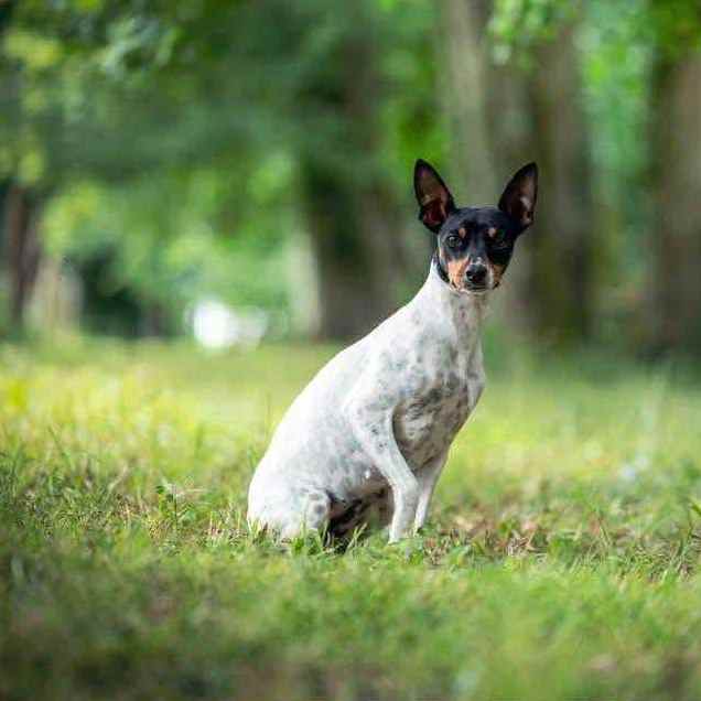 1- Ch.Ursule of Muma