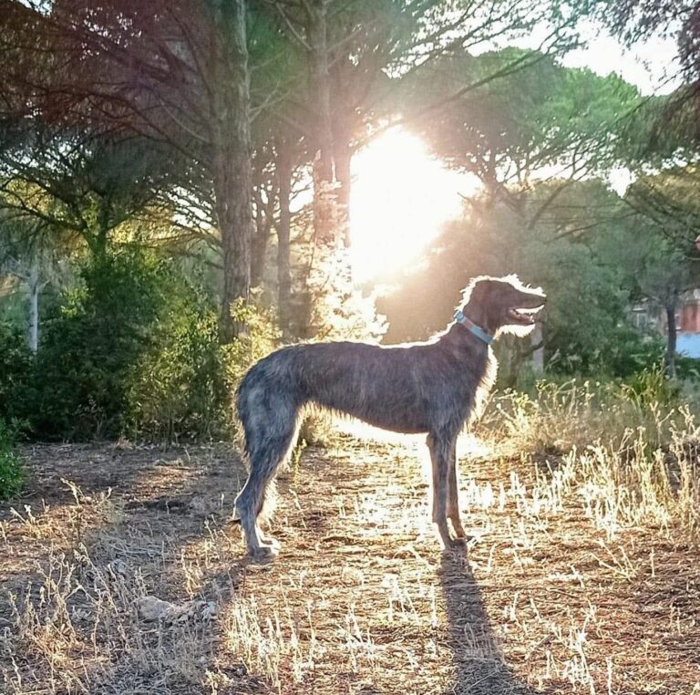 10- Ch.Rough Tartan of Muma