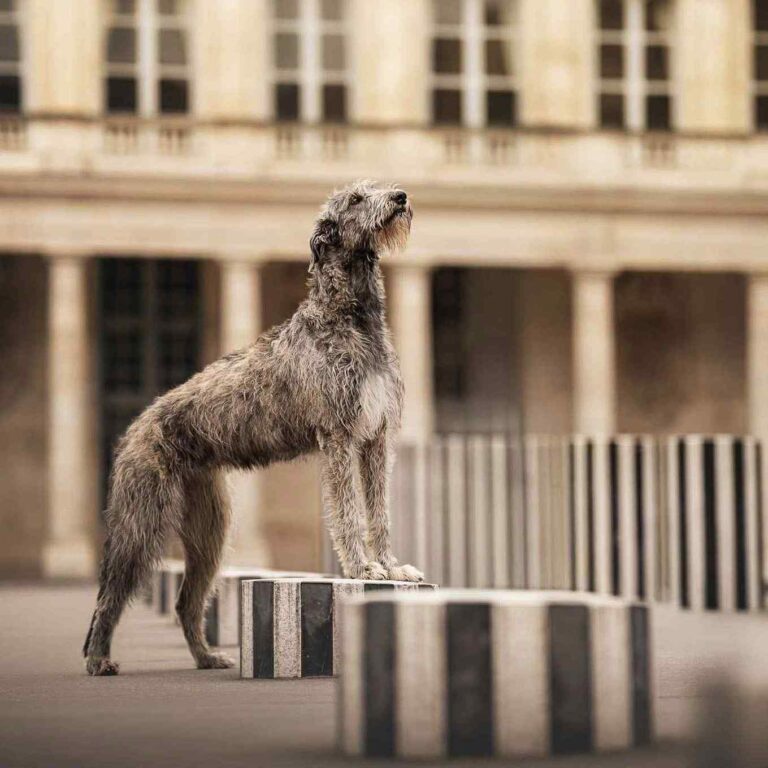 10- Ch.Unique of Muma_