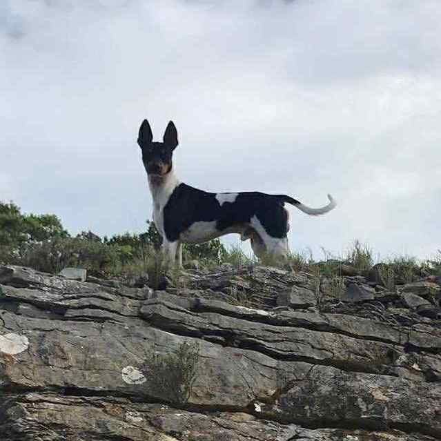 11- Ch.Randeros Révolution Fabreman dit Pepito_