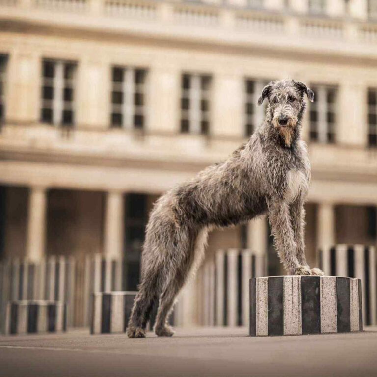 11- Ch.Unique of Muma_