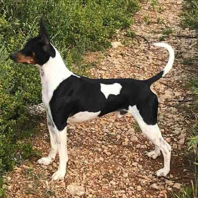 12- Ch.Randeros Révolution Fabreman dit Pepito_