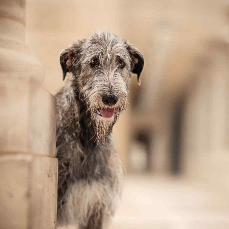 12- Ch.Unique of Muma_