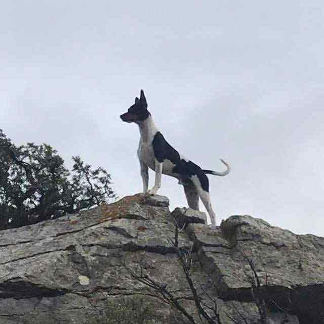 13- Ch.Randeros Révolution Fabreman dit Pepito_