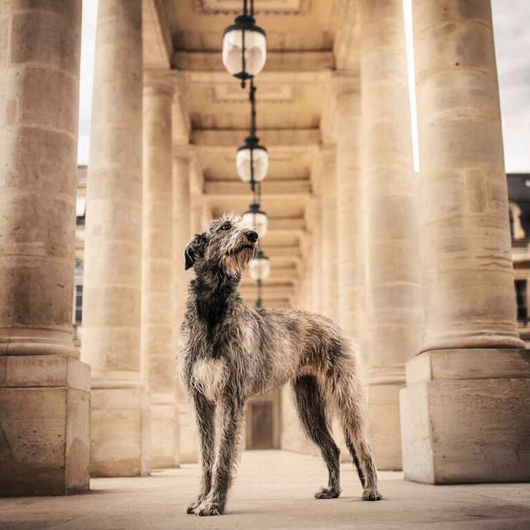 13- Ch.Unique of Muma_