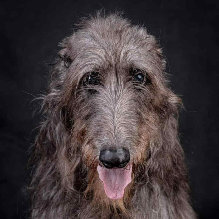 2-Ch.Mustang Shelby of Muma to Khlan (Ch.Jesus Maria Joseph du Triple Bois X Ch.Garbo of Muma) Elles est jeune Ch.du Club,jeune Ch.Pologne,jeune Ch.du monde 2017,Ch.Pologne,et Ch.du Club