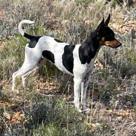 2-Ch.Randeros Gema dite Salsa