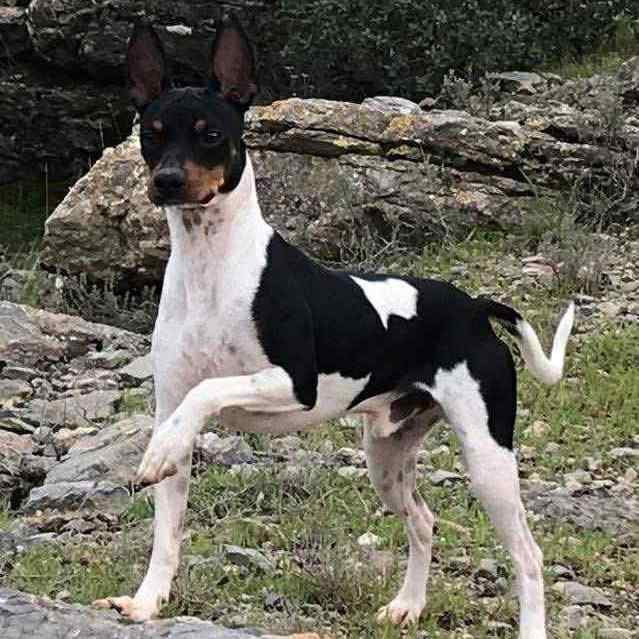 2- Ch.Randeros Révolution Fabreman dit Pepito_