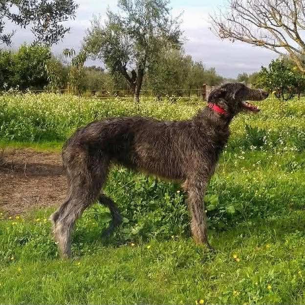 2- Ch.Rough Tartan of Muma