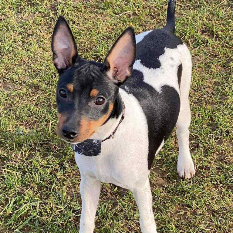 2- Ch.Upsala of Muma_