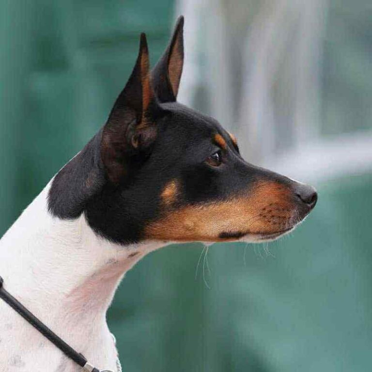 2- Ch.Ursule of Muma