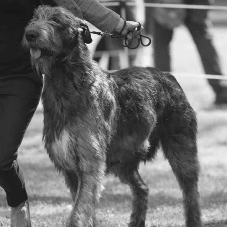 3- Ch.Mooky of Muma_