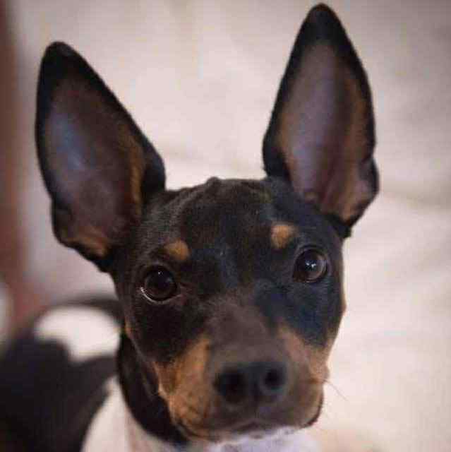 3- Ch.Randeros Révolution Fabreman dit Pepito_