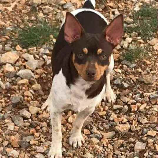 3- Ch.Randeros Señorita Muma dite Pippa