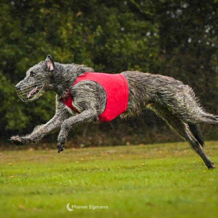 3-Ch.Shaïgan of Muma