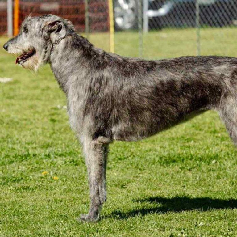 3- Ch.Taïga of Muma