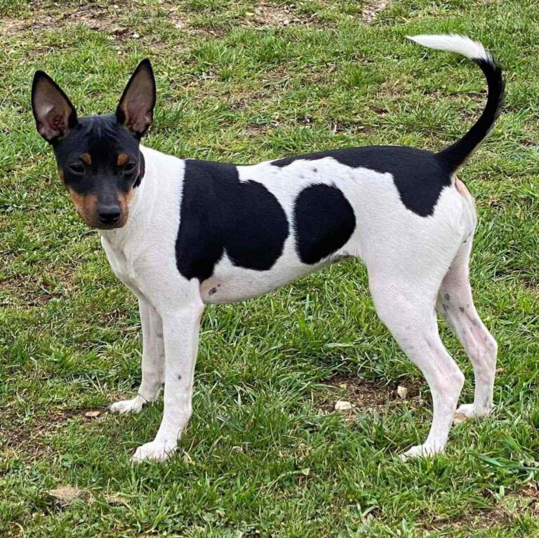 3- Ch.Upsala of Muma