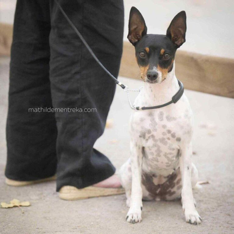 3- Ch.Ursule of Muma