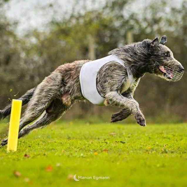 3-Ch.Valacar of Muma