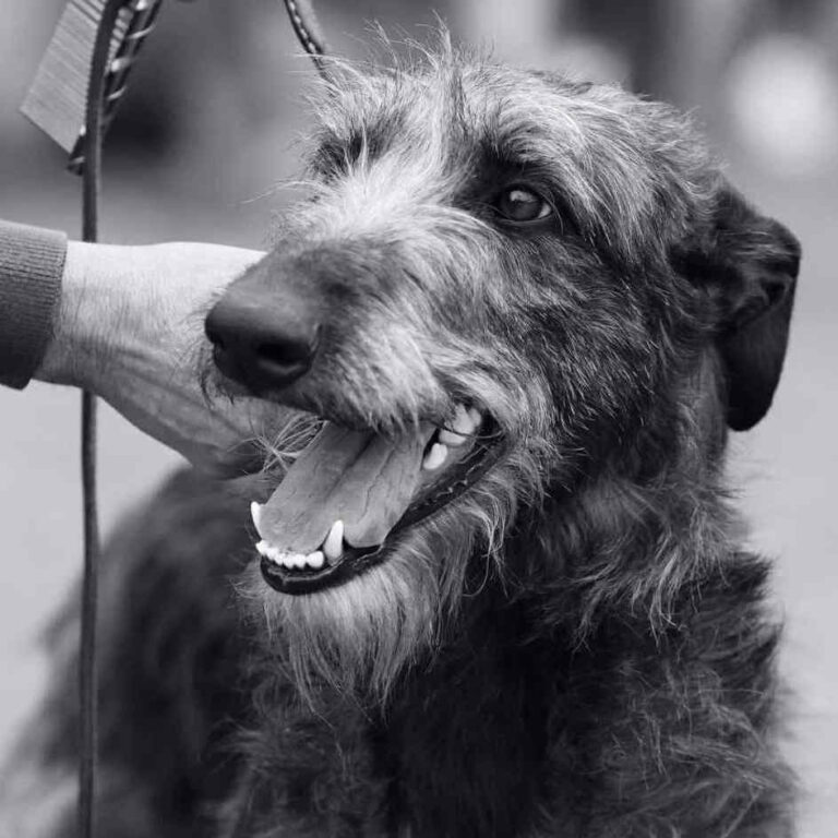 3Ch.Eynhallow’s Eden at Muma