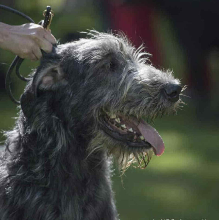 4- Ch.Mooky of Muma_