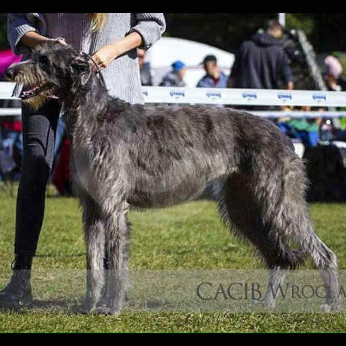 4-Ch.Mustang Shelby of Muma to Khlan