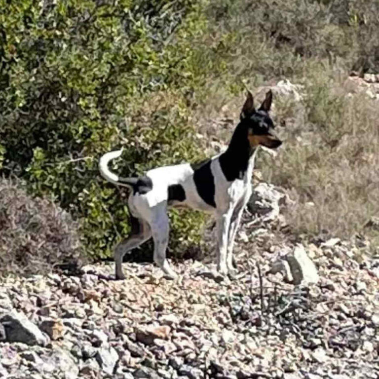 4-Ch.Randeros Gema dite Salsa