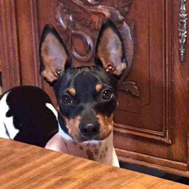 4- Ch.Randeros Révolution Fabreman dit Pepito_