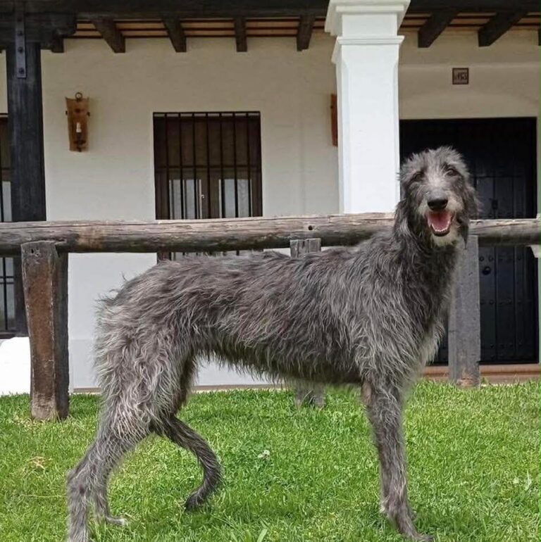 4- Ch.Rough Tartan of Muma