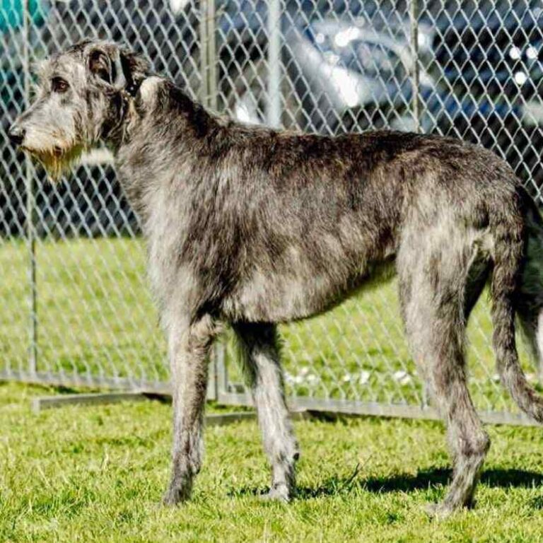 4- Ch.Taïga of Muma