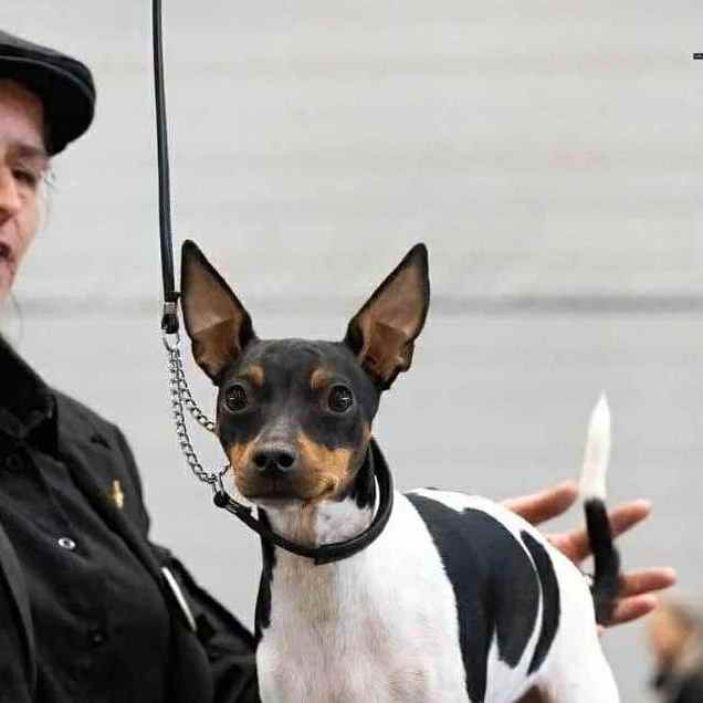 4- Ch.Upsala of Muma_