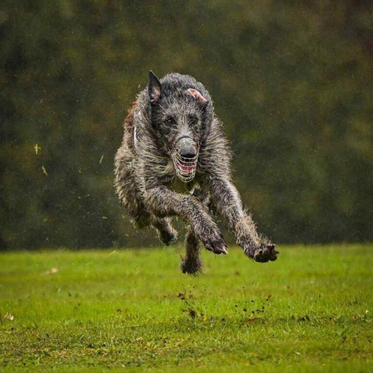 4-Ch.Valacar of Muma