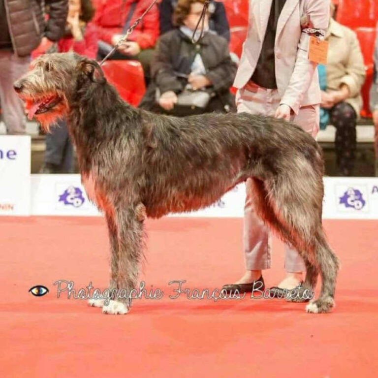 5- Ch.Mooky of Muma_