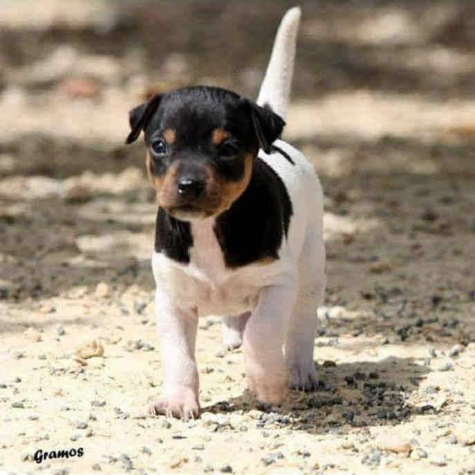 5-Ch.Randeros Gema dite Salsa