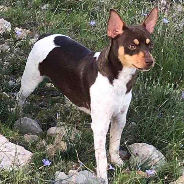 5- Ch.Randeros Señorita Muma dite Pippa