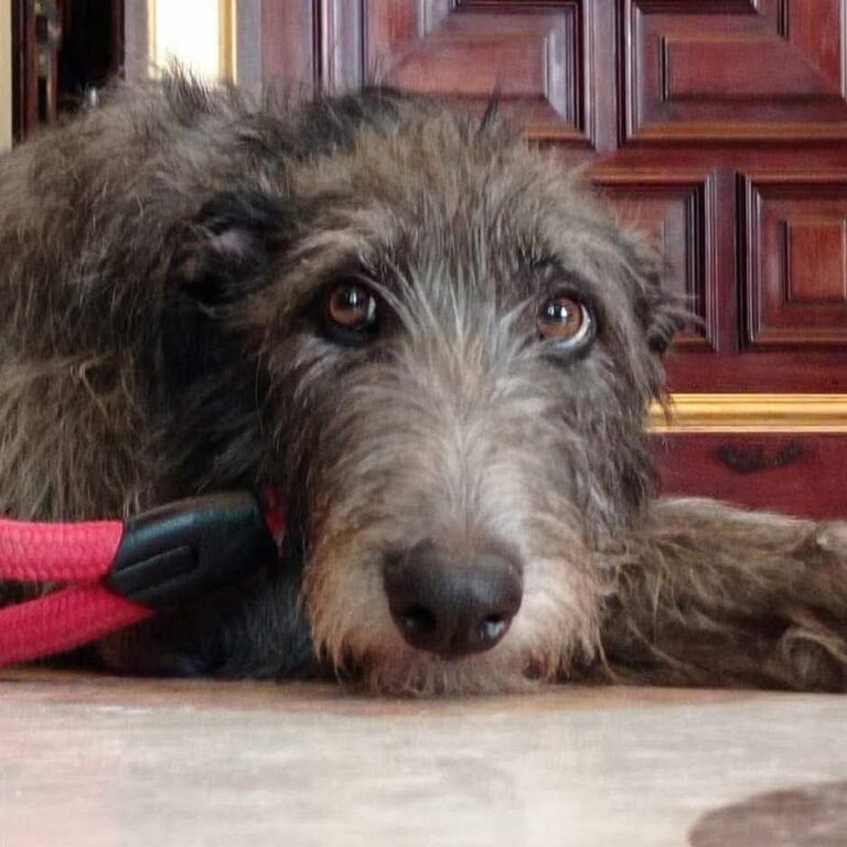 5- Ch.Rough Tartan of Muma