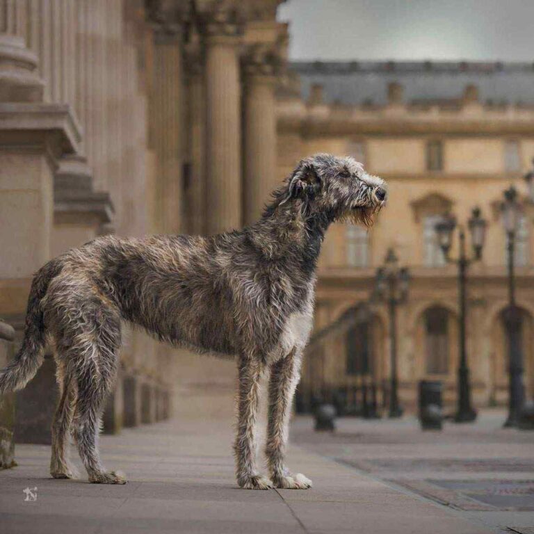 5- Ch.Unique of Muma_